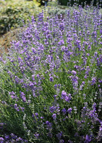 Lavandula angustifolia 'Sachet'